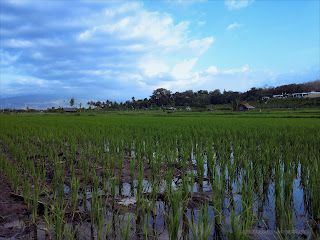Young Green Paddy Plants Grow On The Rice Fields At Umeanyar Village, Seririt, North Bali, Indonesia