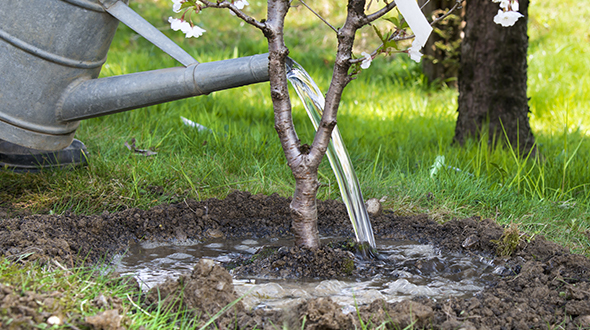 Tree transplanting requires deep watering after the roots are pruned and it is replanted