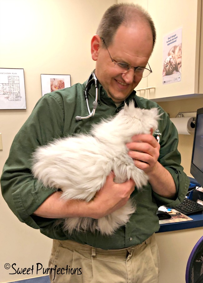 veterinarian, Dr. Boyette, holding silver shaded Persian Cat, Truffle in his arms