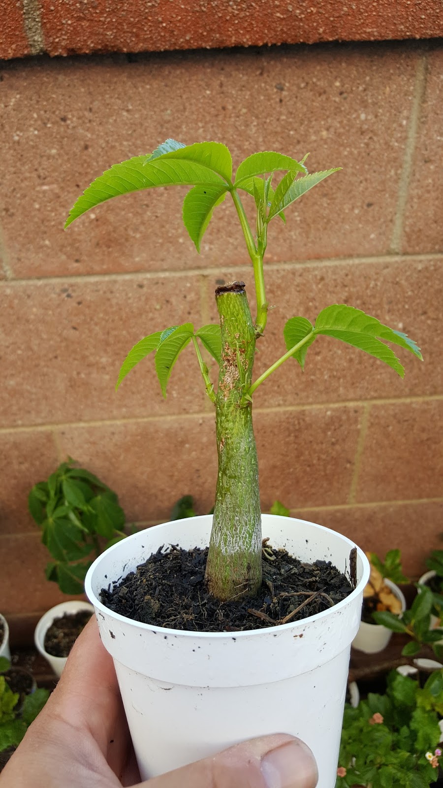Bonsaimisadventures Kapok the silk tree, pre bonsai experiments on a