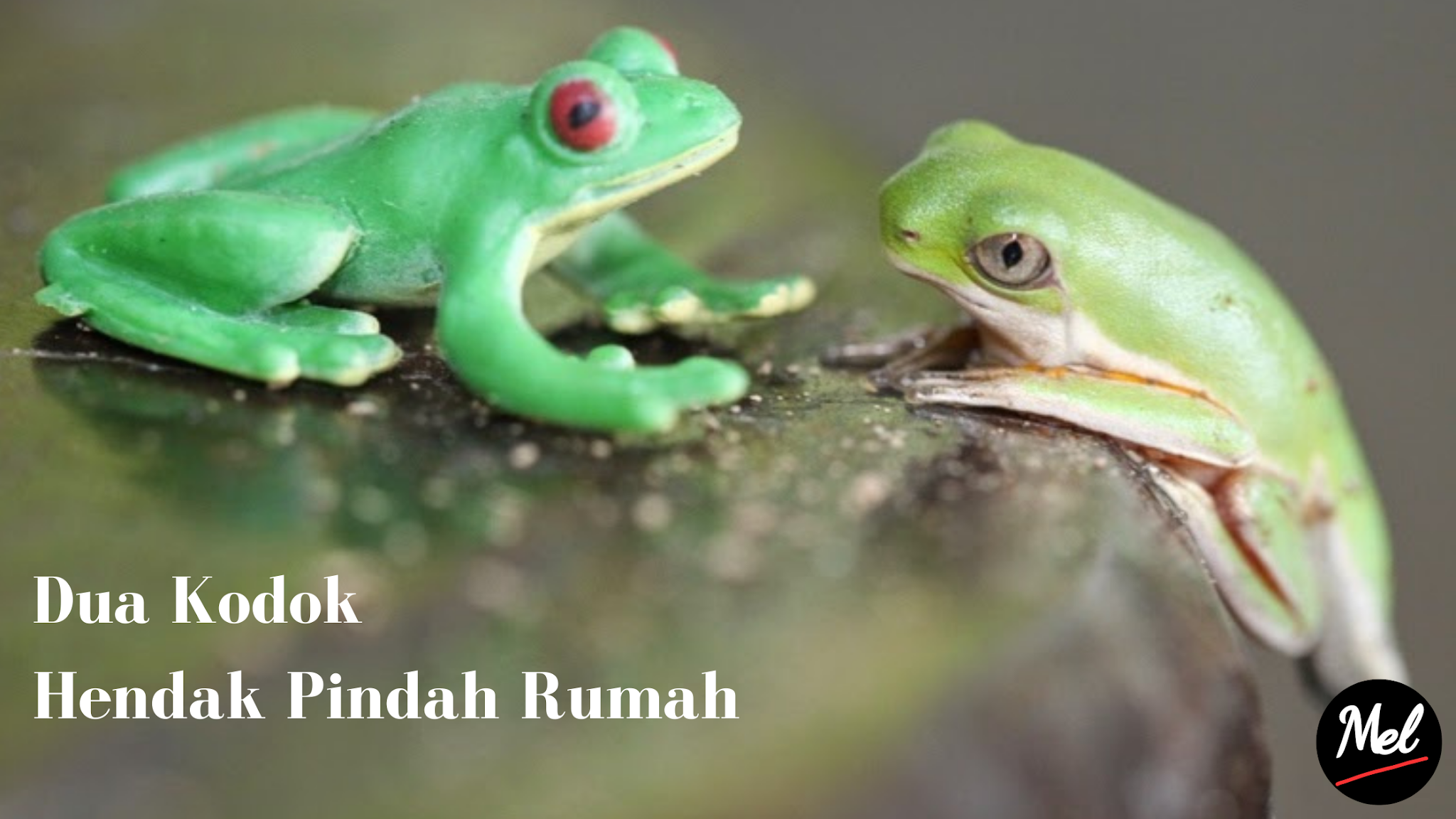 лягушка в зарослях. гаршин лягушка-путешественница иллюстрации. лягушка путешественница 1995. молочные лягушки. гаршин лягушка путешественница утки.