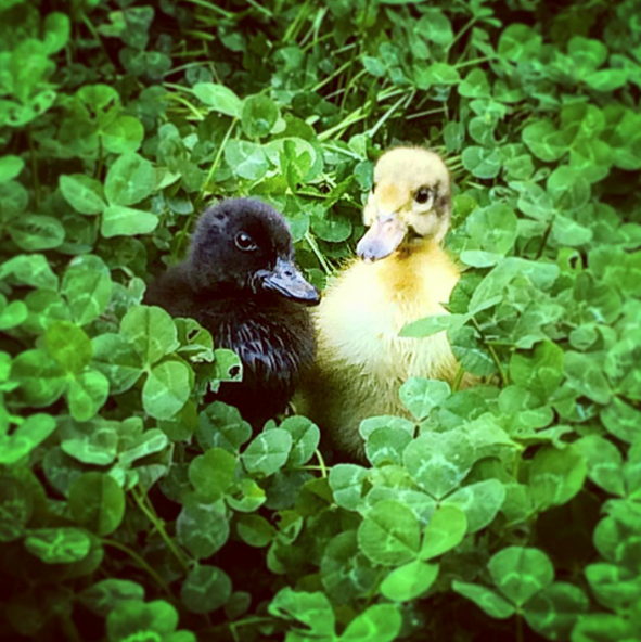 Photos Backyard Ducks