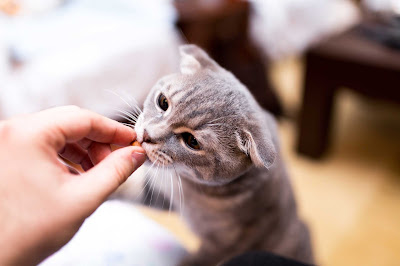 Cat Eating Treat