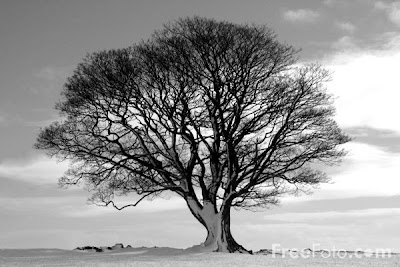 Black And White Tree Picture