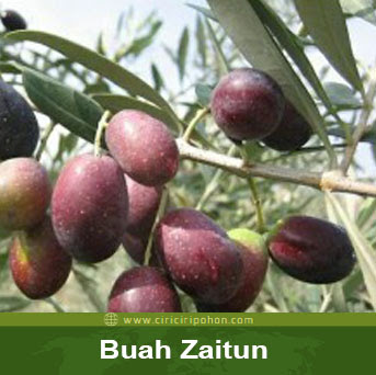 ciri ciri pohon buah zaitun