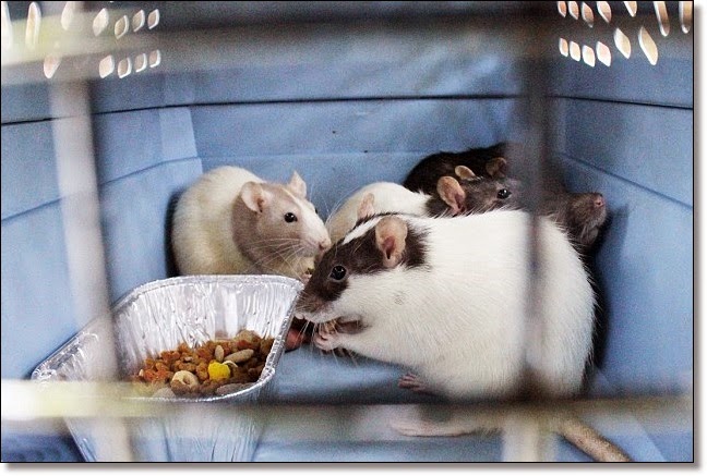 The Pet Tree House - Where Pets Are Family Too : Dayton, Ohio - More ...