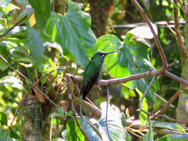 Costa Rica Birds: Green-crowned brilliant