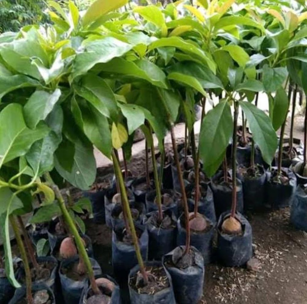 jual tanaman alpukat kelud cepat tumbuh Sumatra Utara