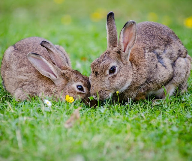 Rabbit repellent - how to get rid or keep rabbits out of garden Rabbit repellent - how to get rid or keep rabbits out of garden