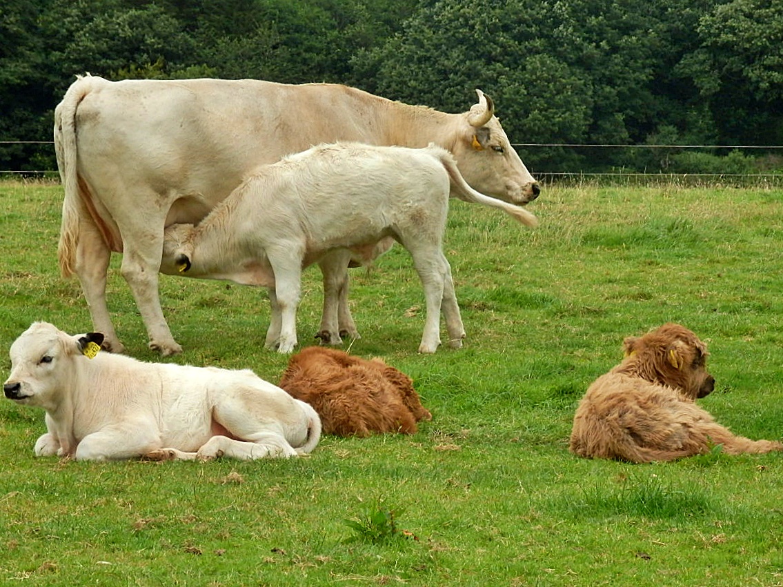Mike's Cornwall Farm Animals Seen In Cornwall