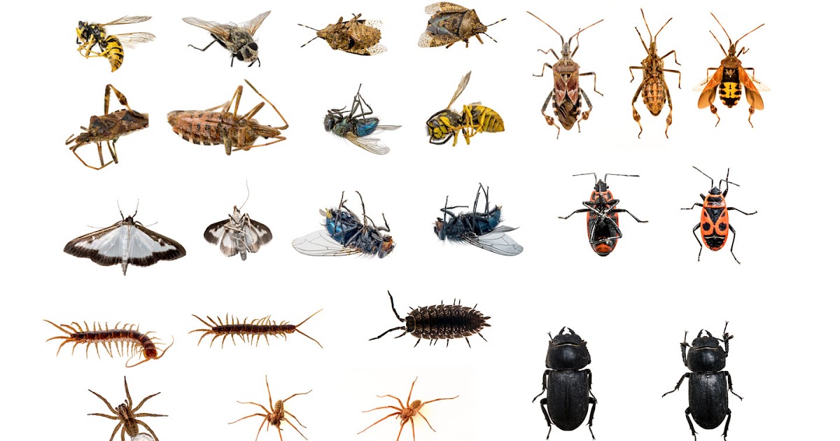 Insects Arthropods Arachnids