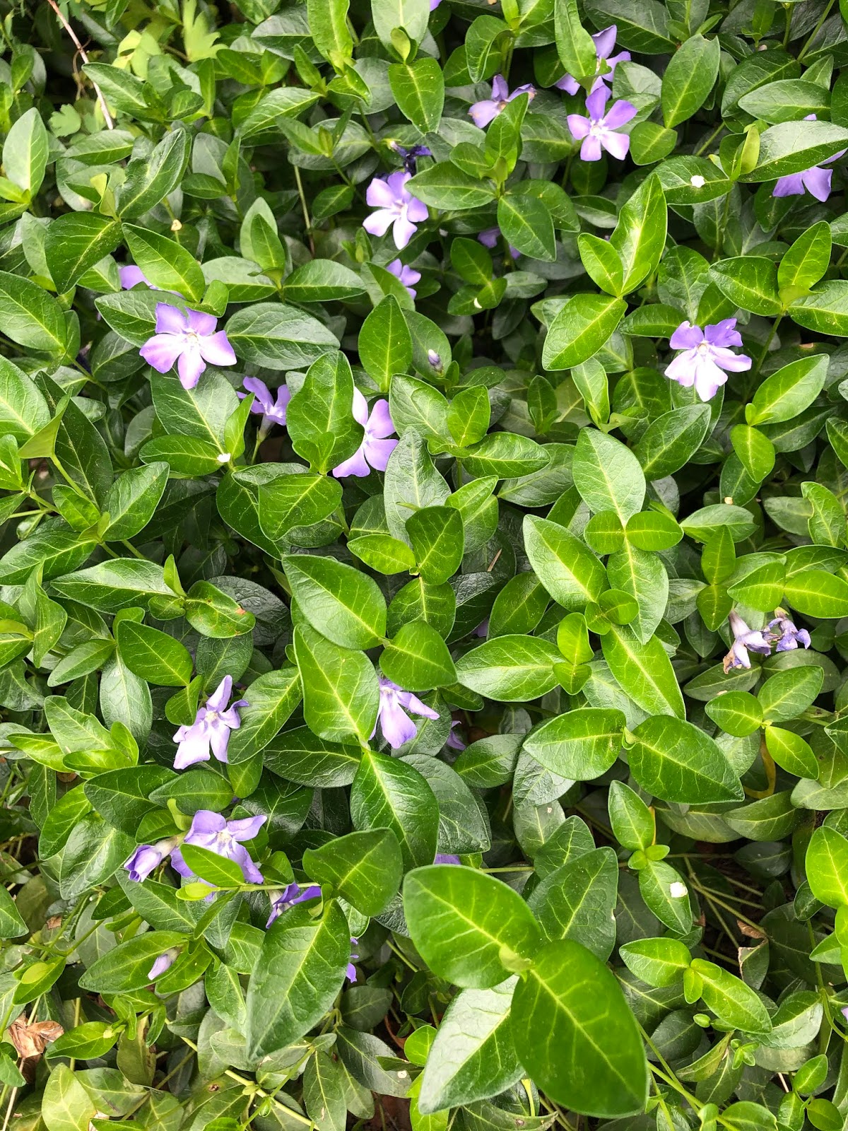 Colorado Mountain Gardener Ground Covers
