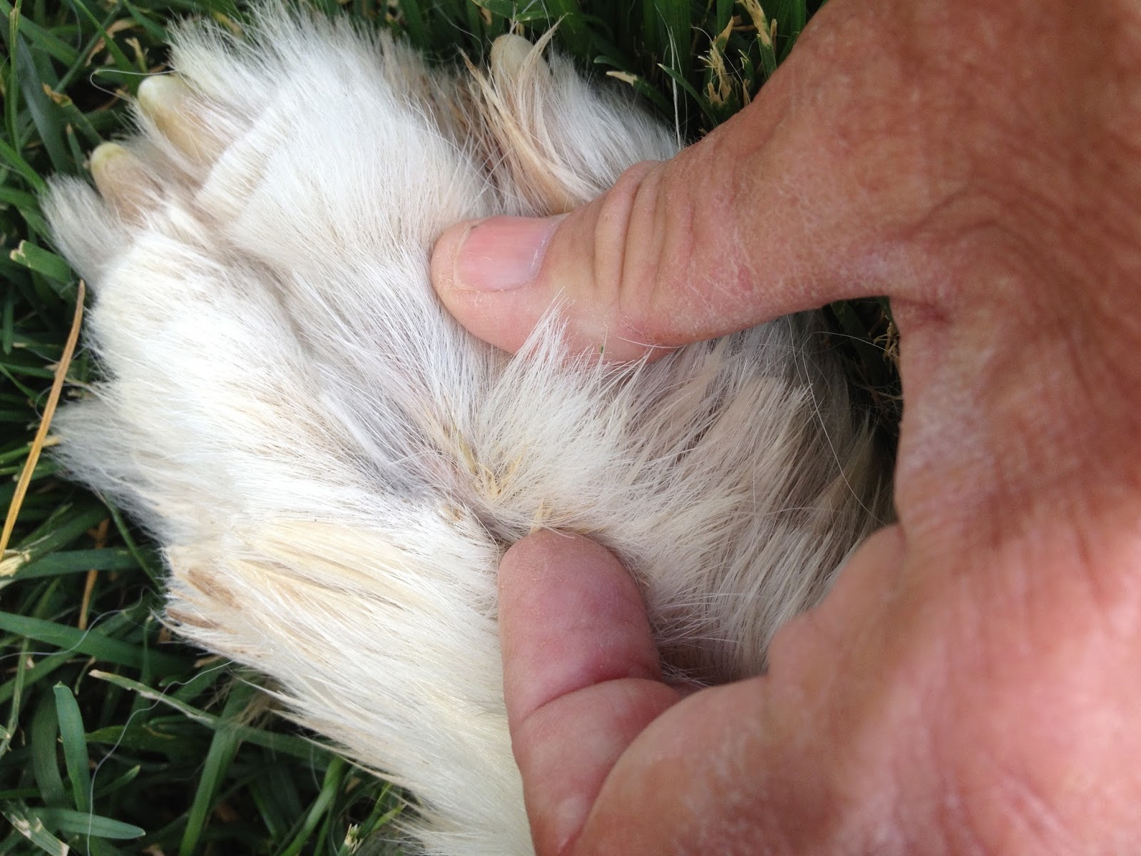 Dry Foxtail grass seed between fingers of a white dog Stock Photo