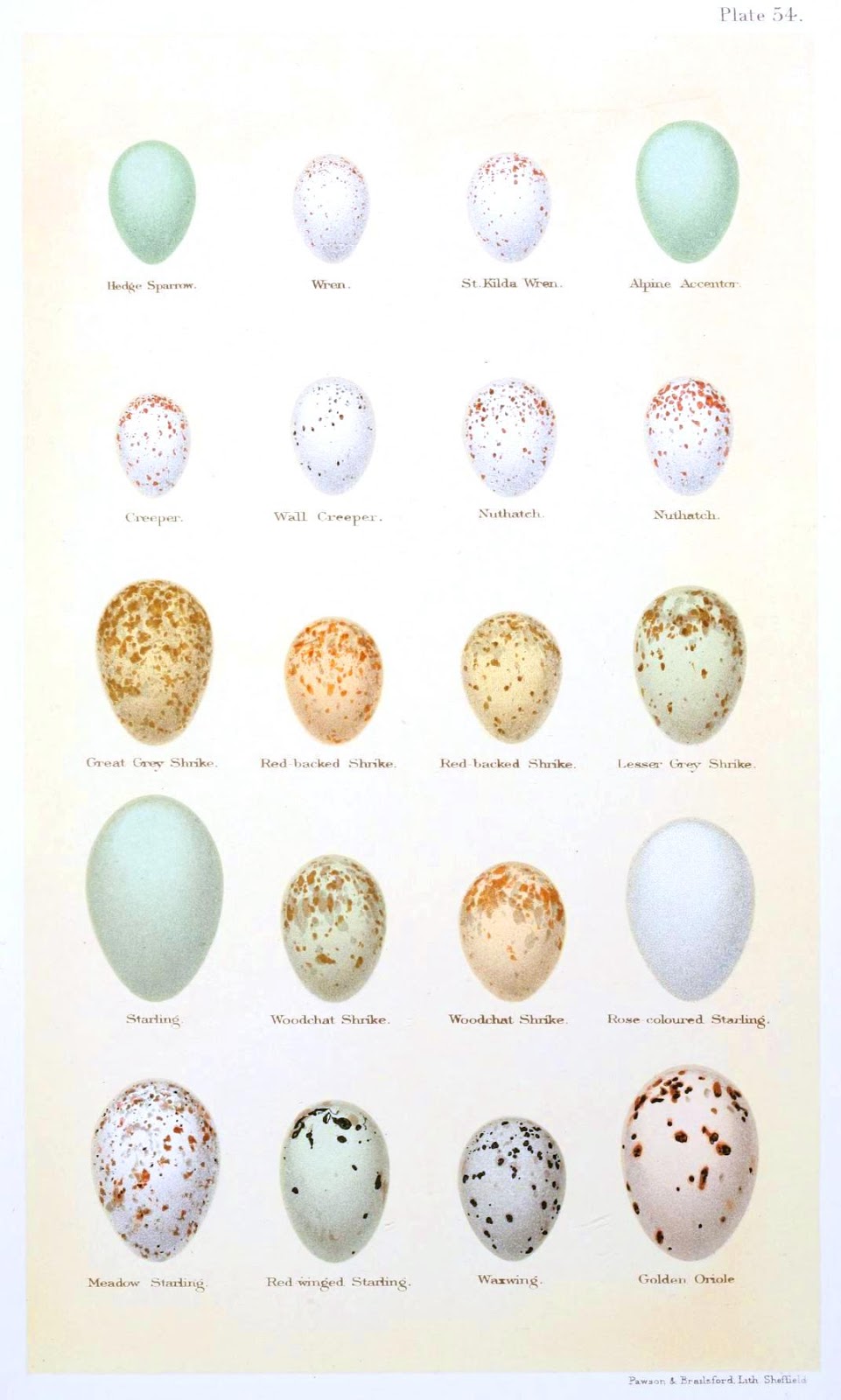 Bird In Everything Identifying Birds Eggs