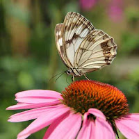 Echinacea and butterfly