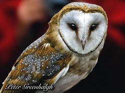 prey birds owl bird barn owls sweet intelligent unknown posted