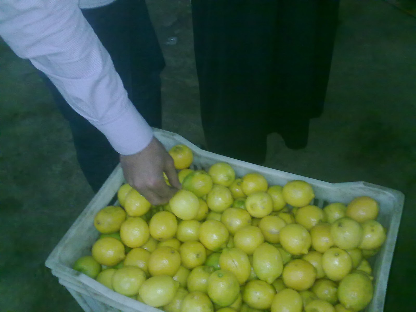 Mudga Agriculture & Food Products suppliers Fresh lemon suppliers