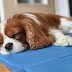 Cooling Mat for Dogs: What is It and What are Its Advantages? Cooling Mat for Dogs: What is It and What are Its Advantages?