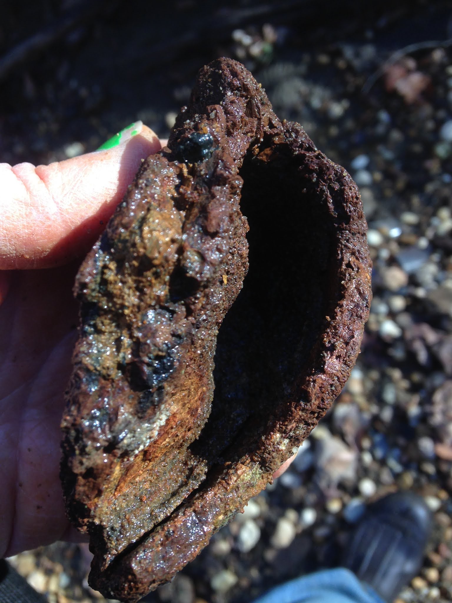 Future Fossil in Bog Iron?