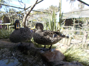 "World of Birds" in Cape Town