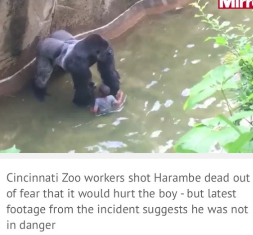 boy fell into gorilla pit ohio zoo