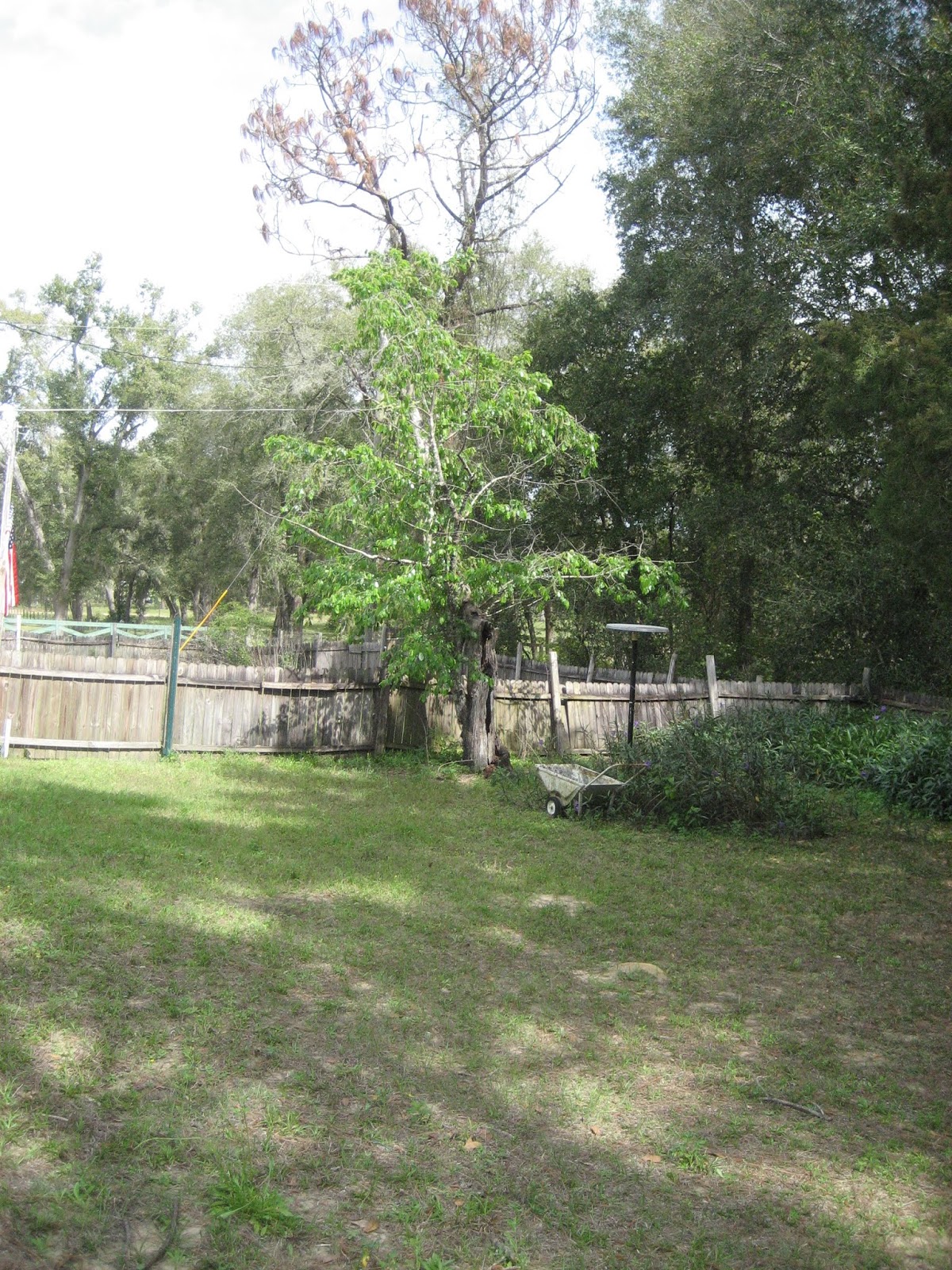 Breanna's Blog Do not fertilize your garden with pet waste