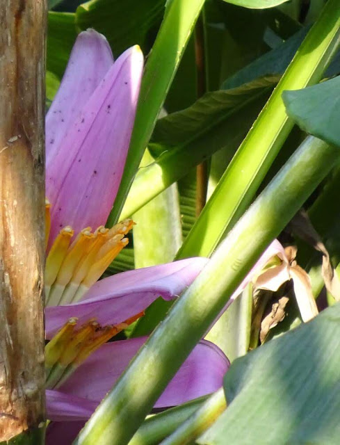 Bananeira-de-jardim (Musa ornata)