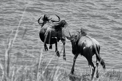 ¿Cómo-es-un-safari-fotográfico-por-Kenia?