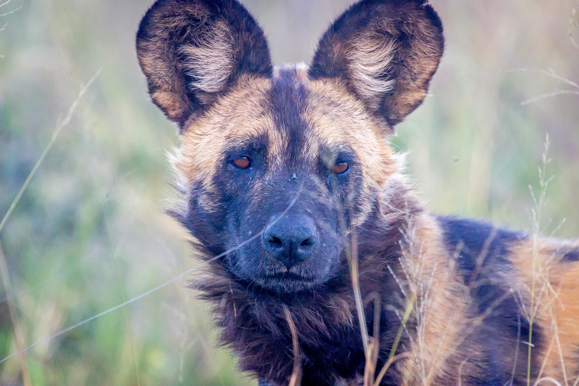 The Strongest Predators In The World Top 10