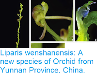 http://sciencythoughts.blogspot.co.uk/2015/05/liparis-wenshanensis-new-species-of.html