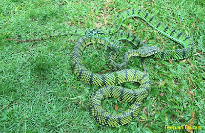 ular hijau sumatera ular hijau ekornya merah, ular hijau ekor, bahaya ular hijau ekor merah, foto ular hijau, fakta ular hijau, ular hijau gadung, ular hijau garis kuning, ular hijau garis hitam, ular hijau gelap, ular gonyosoma hijau, ular garis hijau, gambar ular gadung hijau