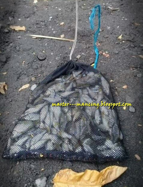Mancing Wader Kepek, Trik Cara dan Umpan Silahkan Coba