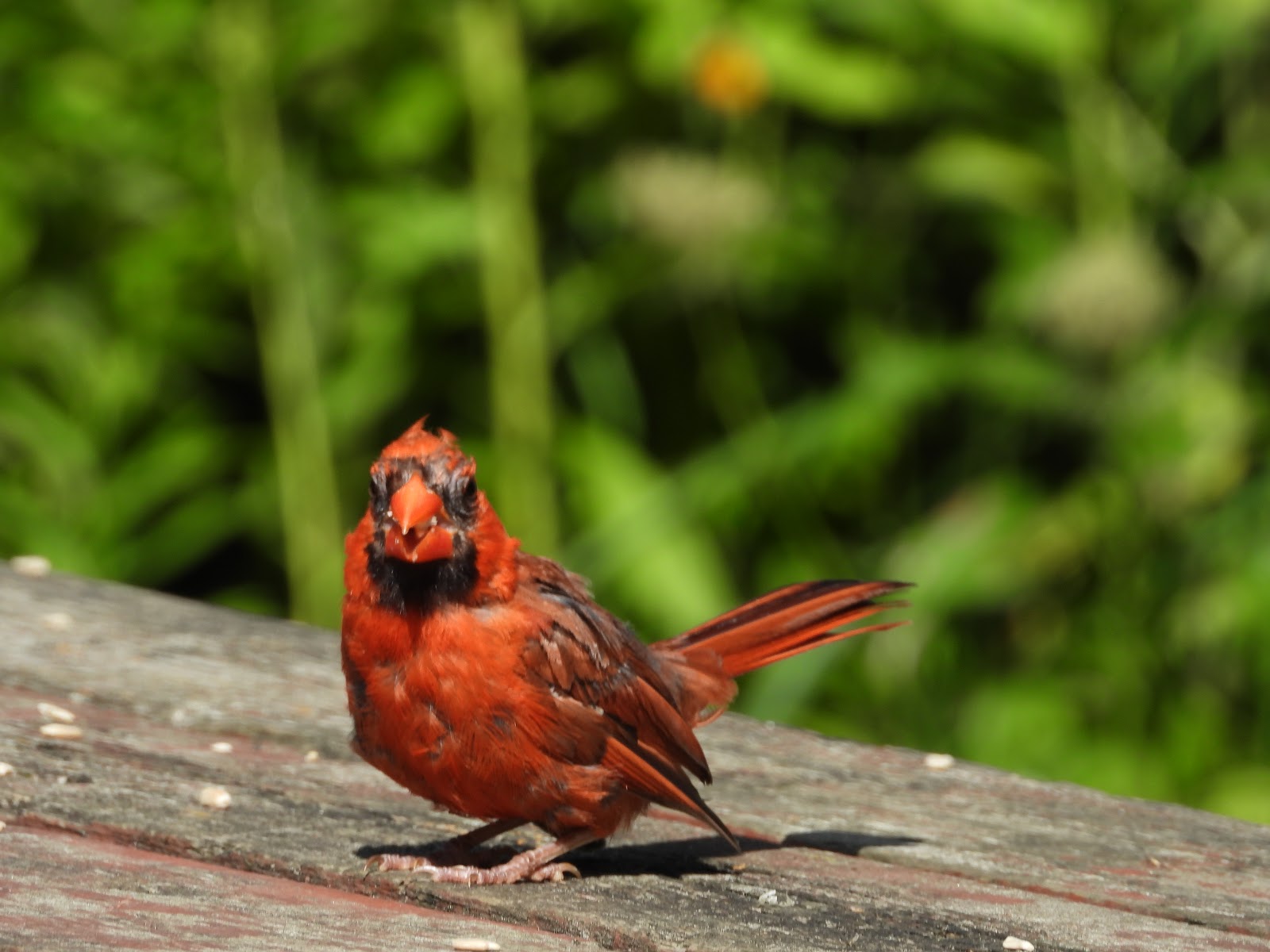 Bird & Travel Photos, Birding Sites, Bird Information NORTHERN