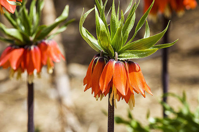 How to grow Fritillaria imperialis from seed