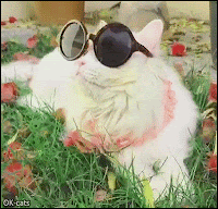 Funny Cat GIF • Sassy cat chirping at bird watches in style with super sunglasses