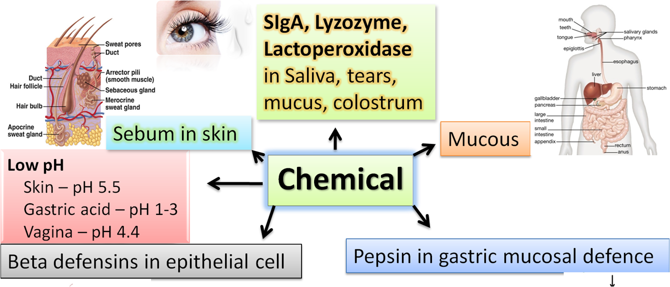 What is First Line of defence in immune system? Physical, Chemical