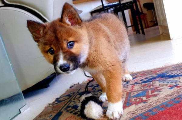 News, World, Animals, House, Dog, Protection, Lost Puppy Found in Australia Is Actually Rare Dingo