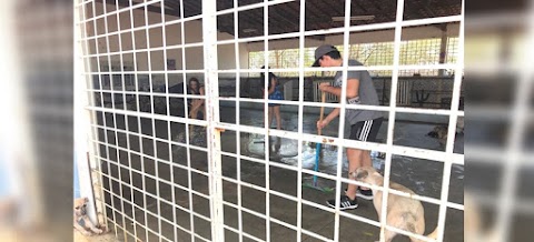 Conheçam o Abrigo dos Animais em dia de mutirão 