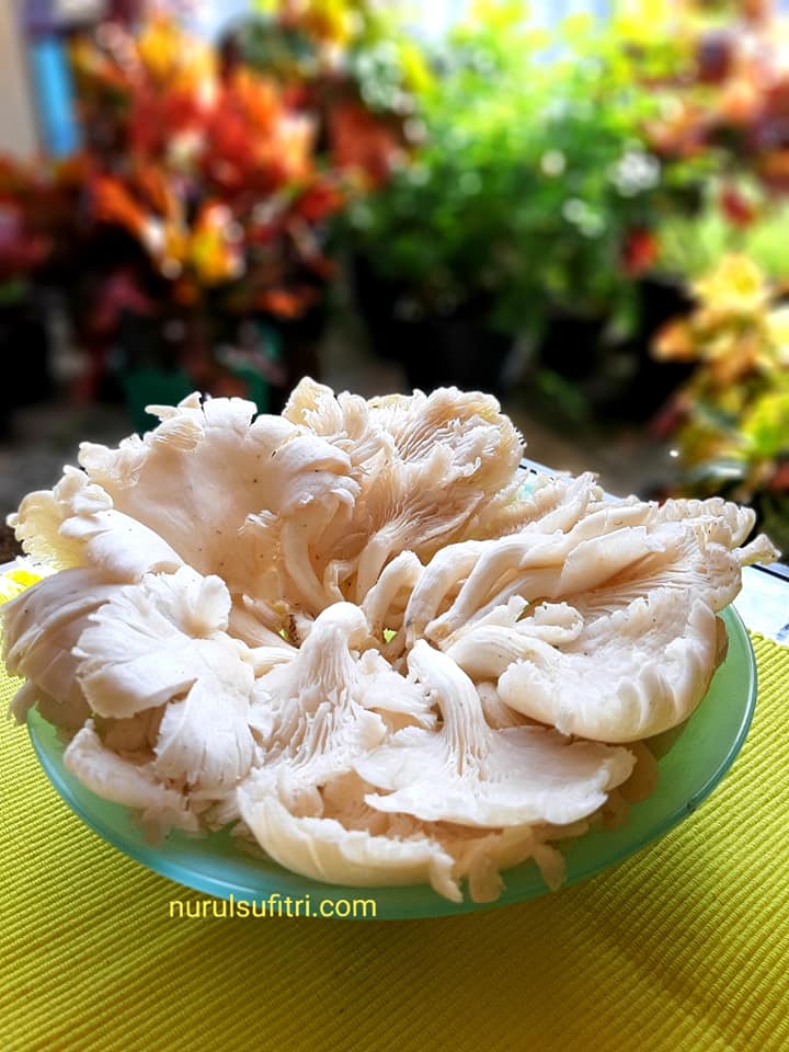 Khasiat Mengonsumsi Jamur Tiram Putih sebagai Pangan dari Hutan di