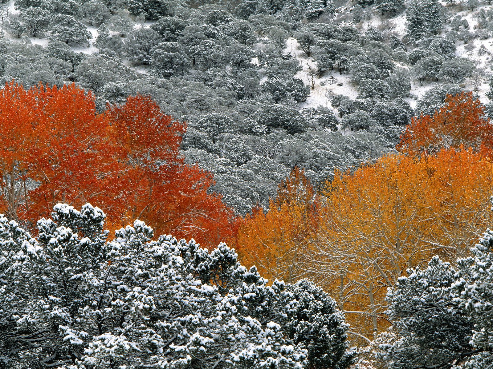 First Snow Fall, Aspen Trees Download All Kinds Of Wallpapers