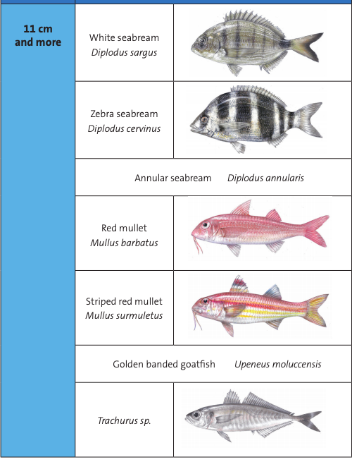 Israel Fishing Catch and Size Limits