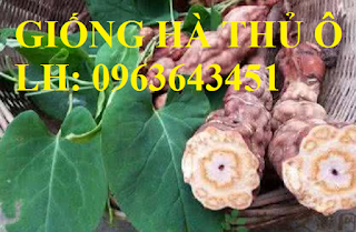 Cung cấp cây giống, hạt giống dược liệu: Hà thủ ô đỏ, dây thìa canh với số lượng lớn, hỗ trợ đầu ra