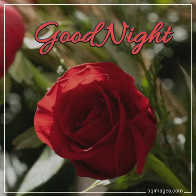 good night flowers download