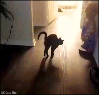 Amazing Cat GIF • Amazing acrobatic stretch on front paws! Kitty been flexing hard Amazing Cat GIF • Amazing acrobatic stretch on front paws! Kitty been flexing hard