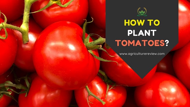 how to plant tomatoes