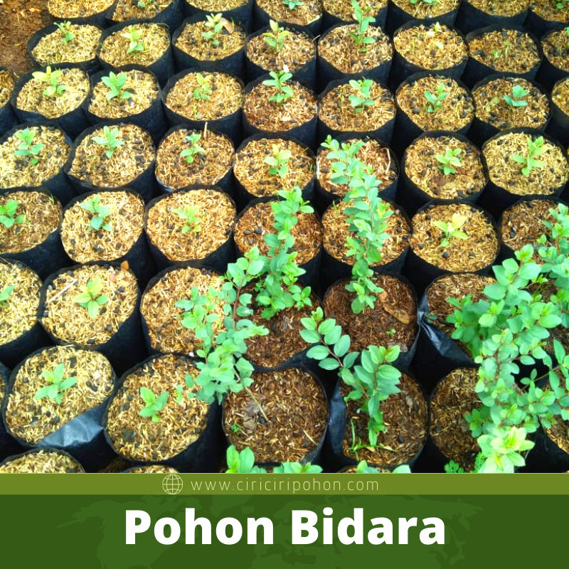 Bibit Pohon Bidara