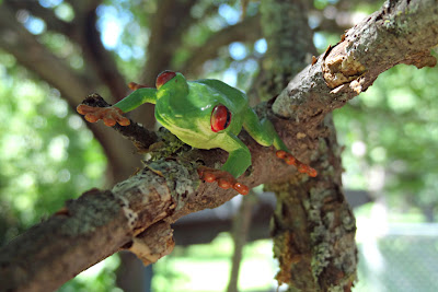 red eye tree frog