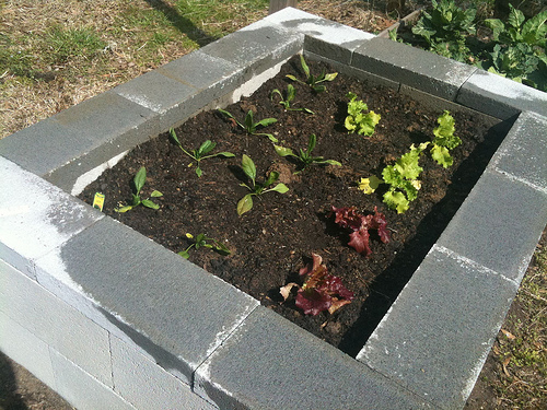 Raised Bed Garden Ideas: Concrete Block Raised Bed Gardens
