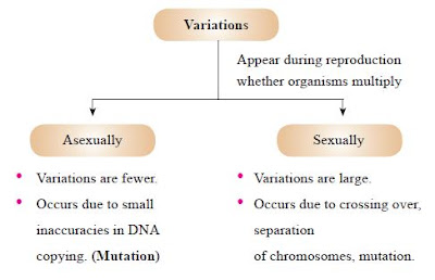 Accumulation of Variation during Reproduction