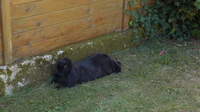 lapin géant français belier